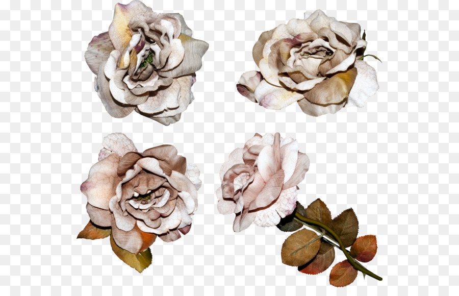 Les Roses De Jardin，Fleur PNG