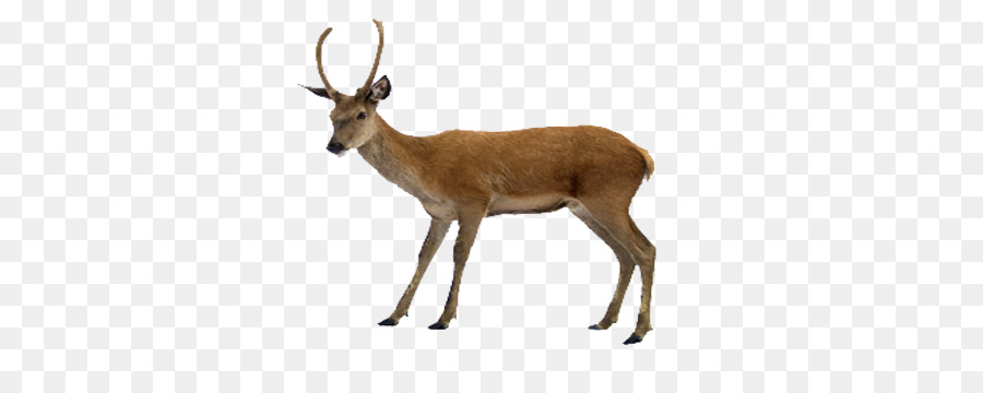 Gazelle，Antilope PNG