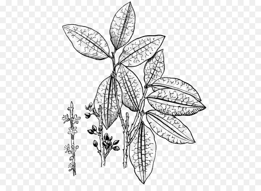 Erythroxylum Coca，Dessin PNG