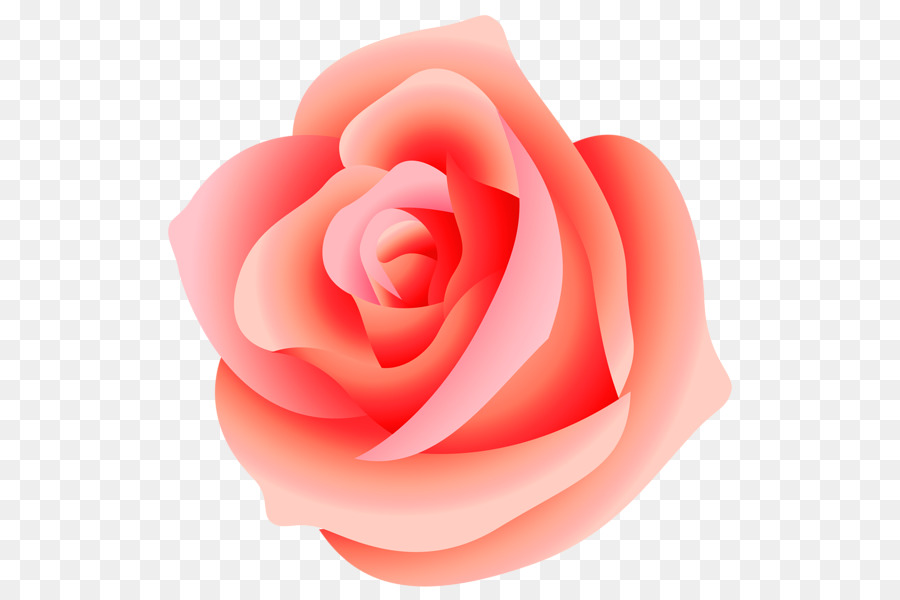 Rose Rose，Rose PNG