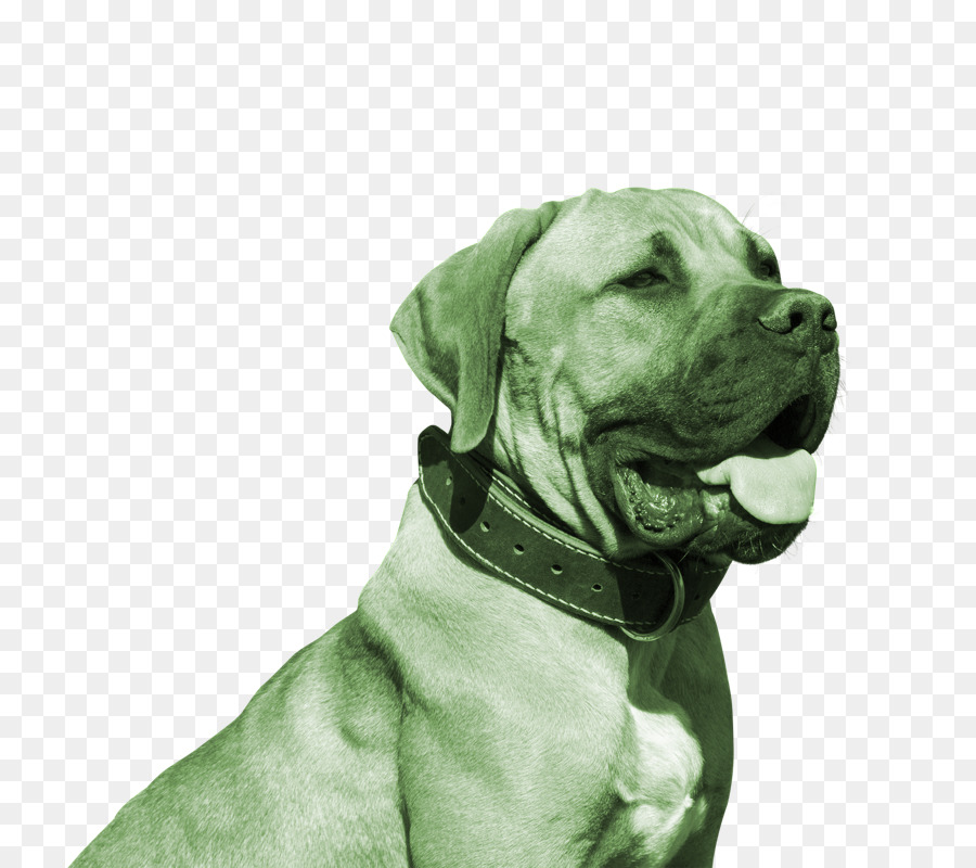 Bouledogue，Pit Bull Terrier Américain PNG