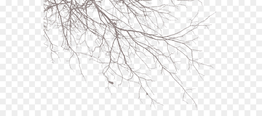 Branches D'arbres，Nature PNG