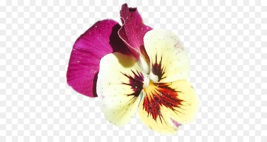 Fleur，Hibiscus PNG