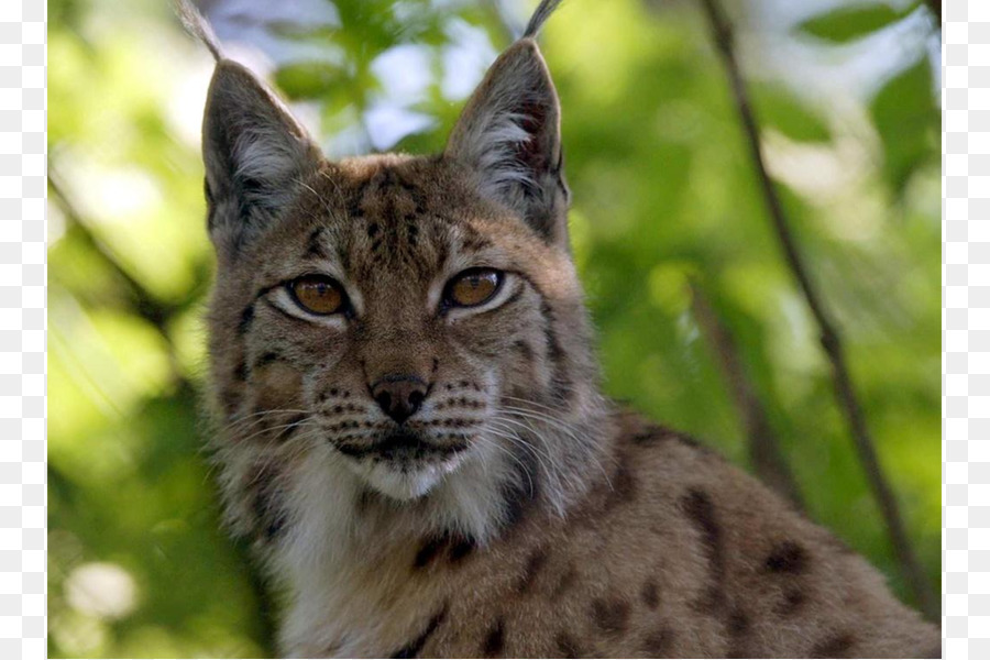 Bobcat，Le Lynx D Eurasie PNG