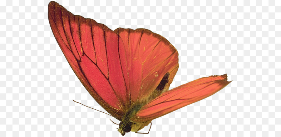 Papillon，Ailes Bleues PNG