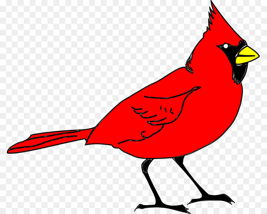 Le Nord Du Cardinal，Cardinals De St Louis PNG