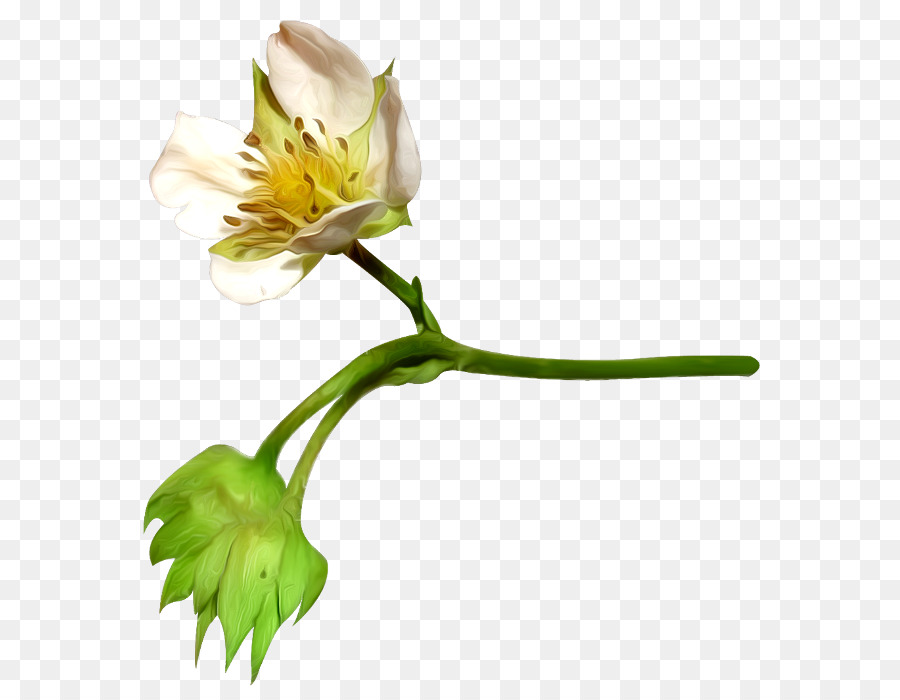 fleur petale coton png fleur petale coton transparentes png gratuit fleur petale coton png fleur