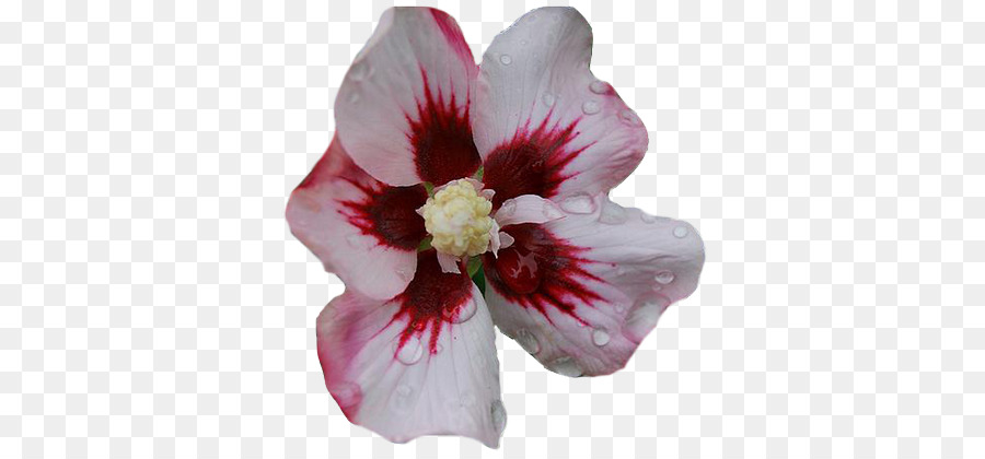 Hibiscus，Des Rosacées PNG