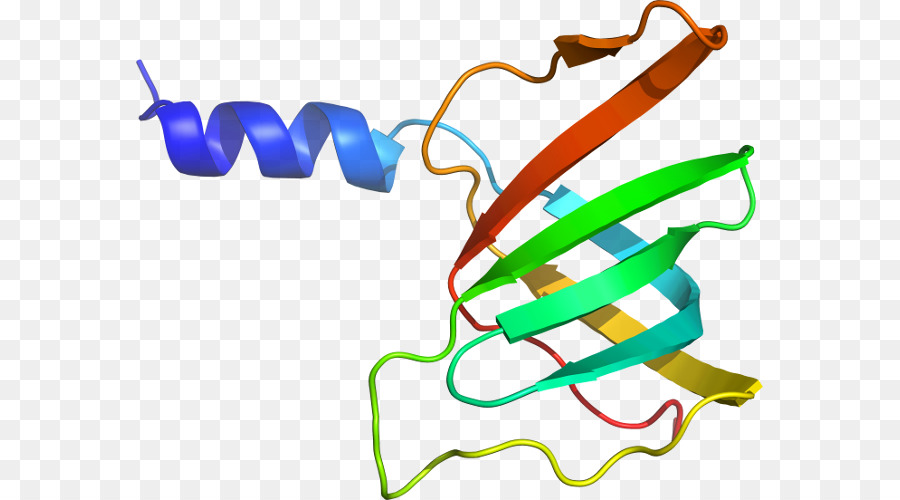 Structure Des Protéines，Biologie PNG