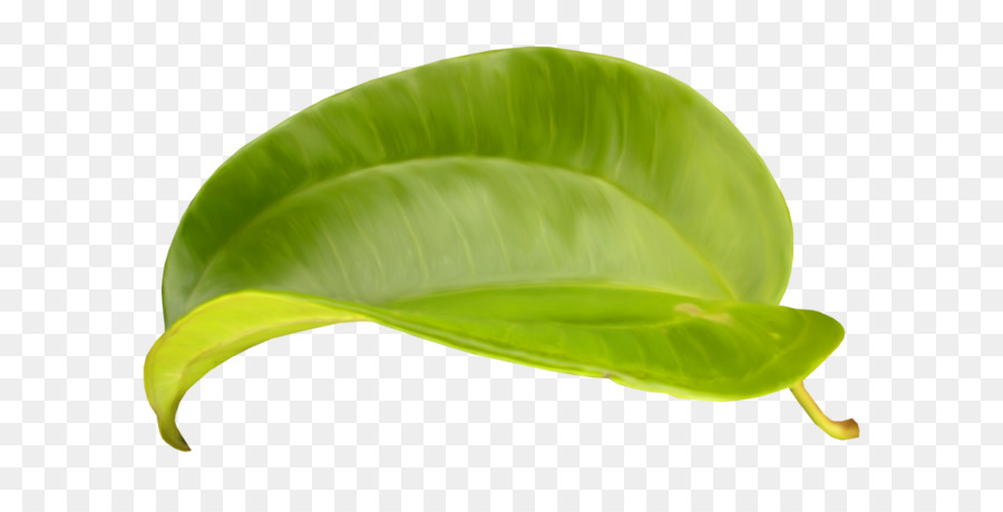 Feuilles Vertes，Feuillage PNG