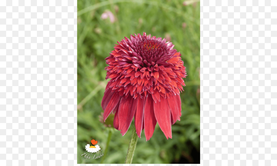 Couverture Des Fleurs，Échinacée PNG