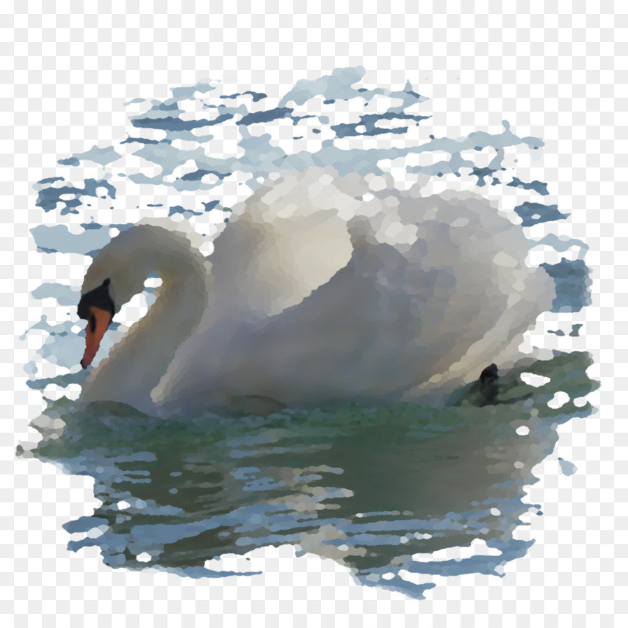 Cygne Blanc，Eau PNG