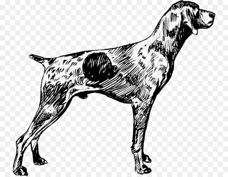 Chien，Animal De Compagnie PNG