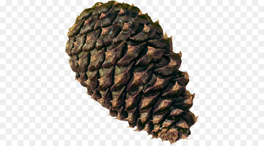 Pomme De Pin，Graine PNG