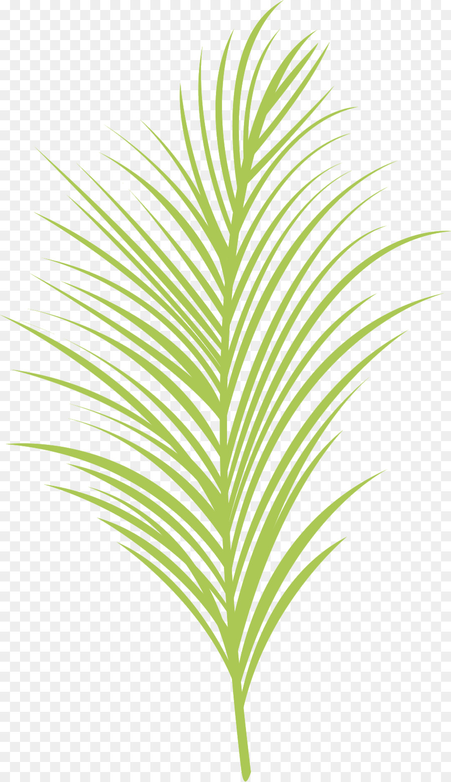 Arecaceae，Herbes PNG