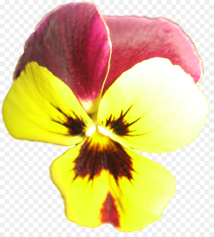 Fleur，Hibiscus PNG