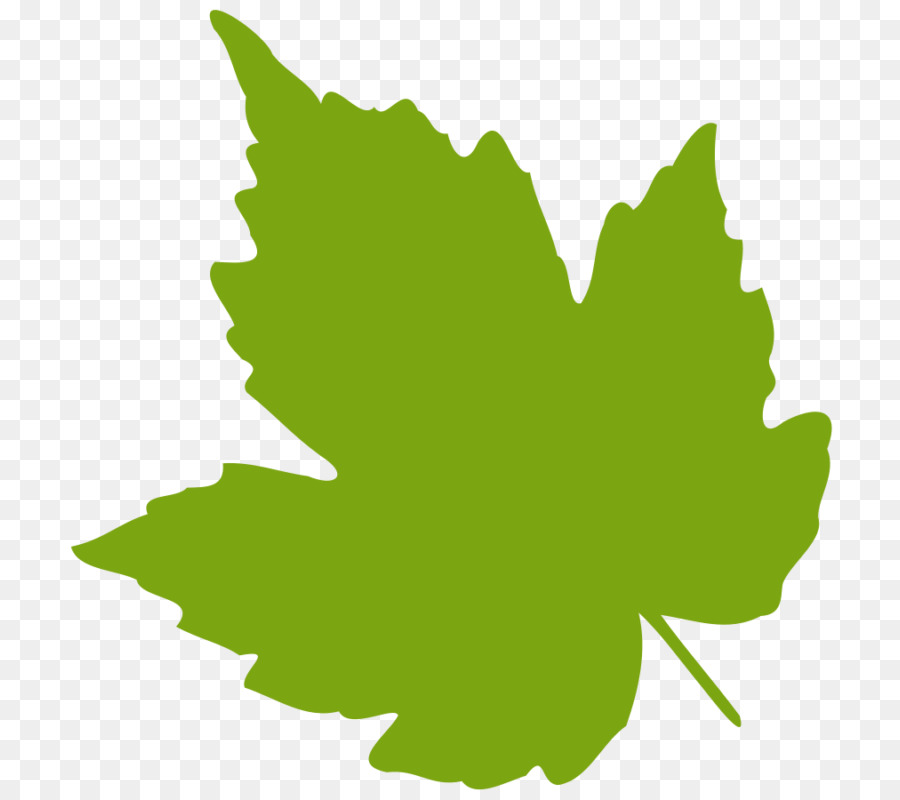 Feuille，Usine PNG