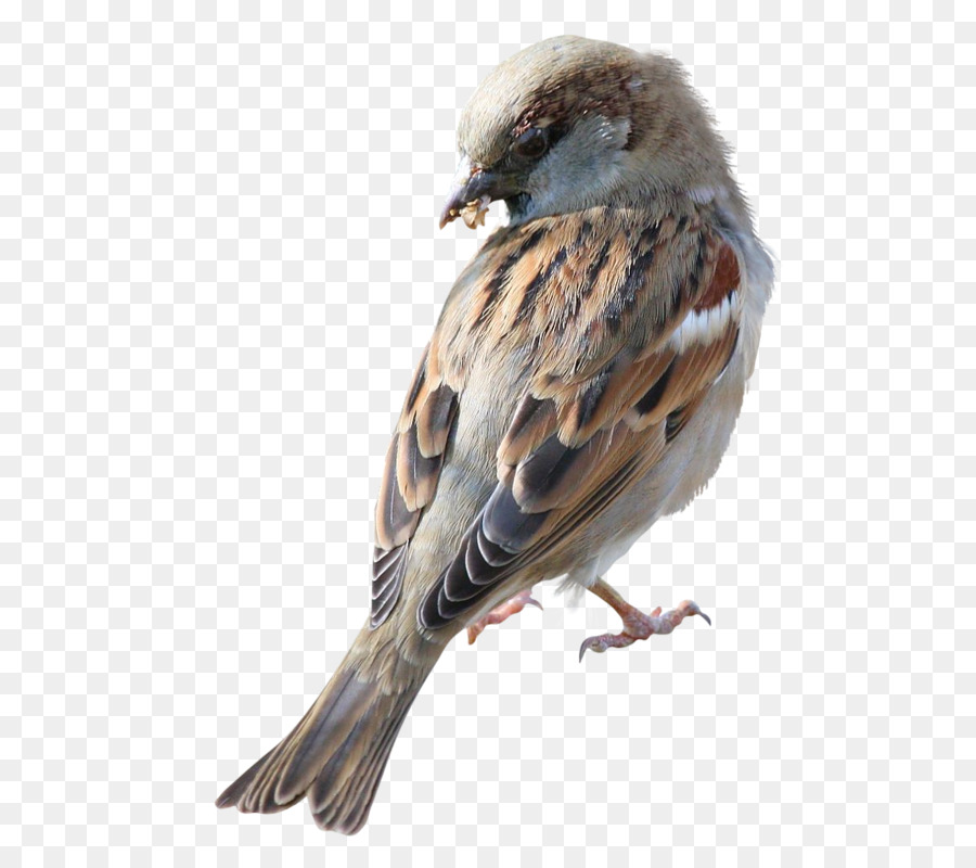 Moineau，Plumes PNG