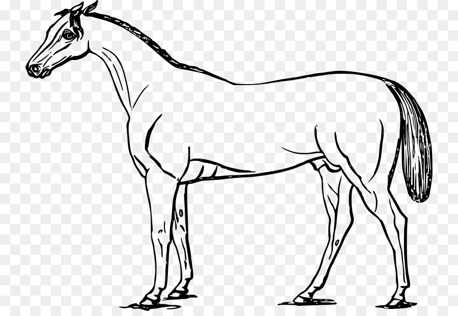 Cheval，Esquisser PNG