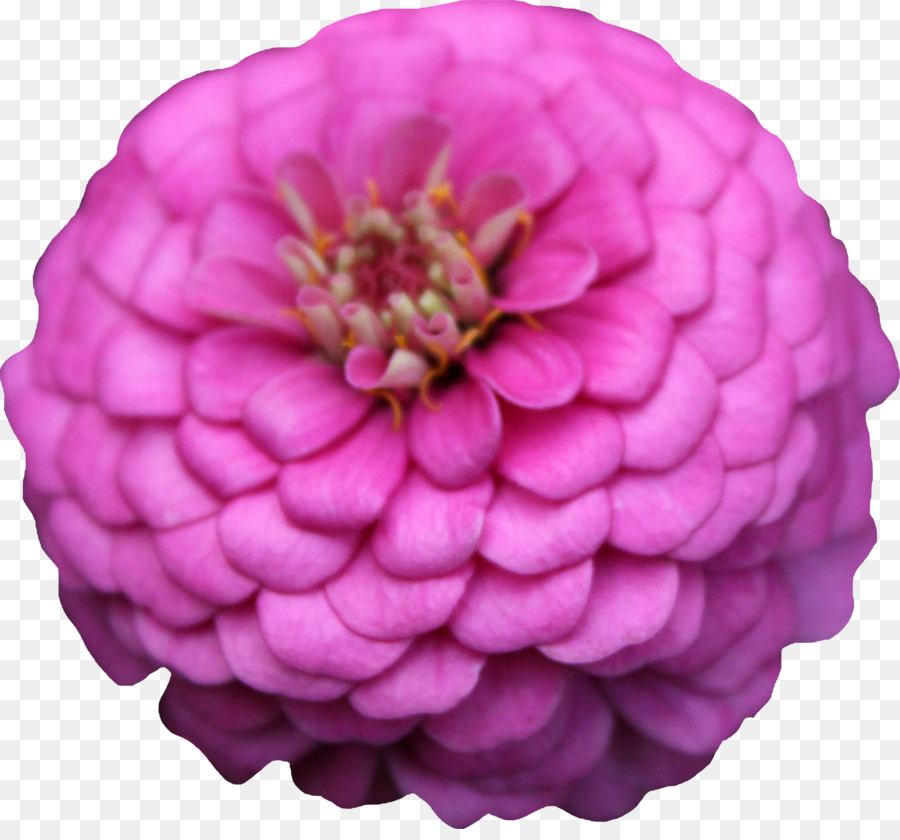 Zinnia，Dahlia PNG