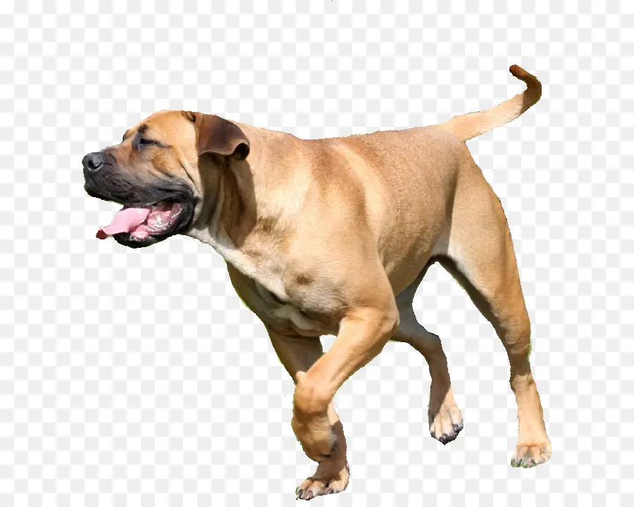 Chien Brun，Animal De Compagnie PNG