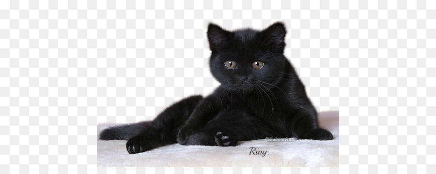 Chat Noir，Chaton PNG