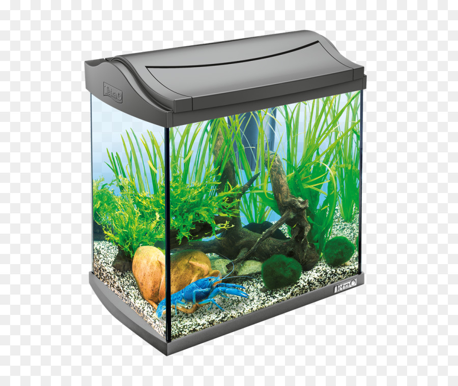 Aquarium，Poisson PNG