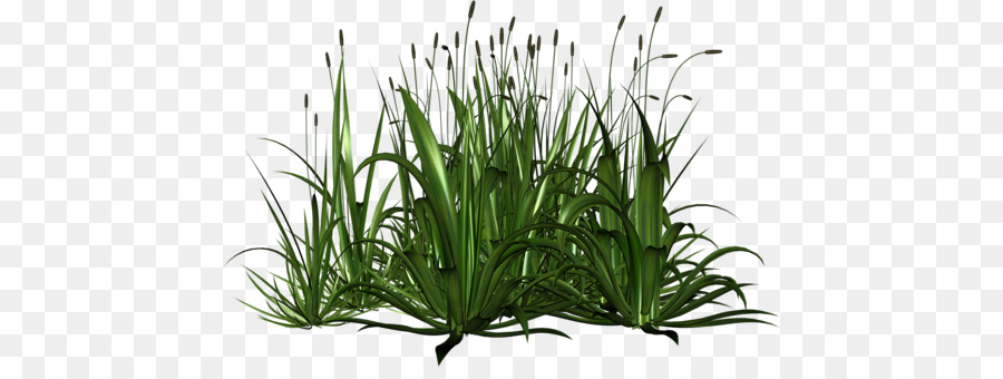 Plantes Vertes，Herbe PNG