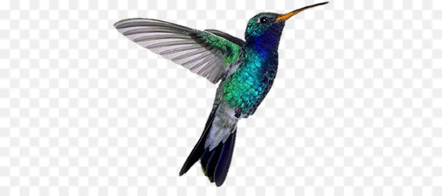 Colibri，Coloré PNG