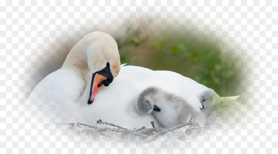 Swan Muet，Oiseau PNG