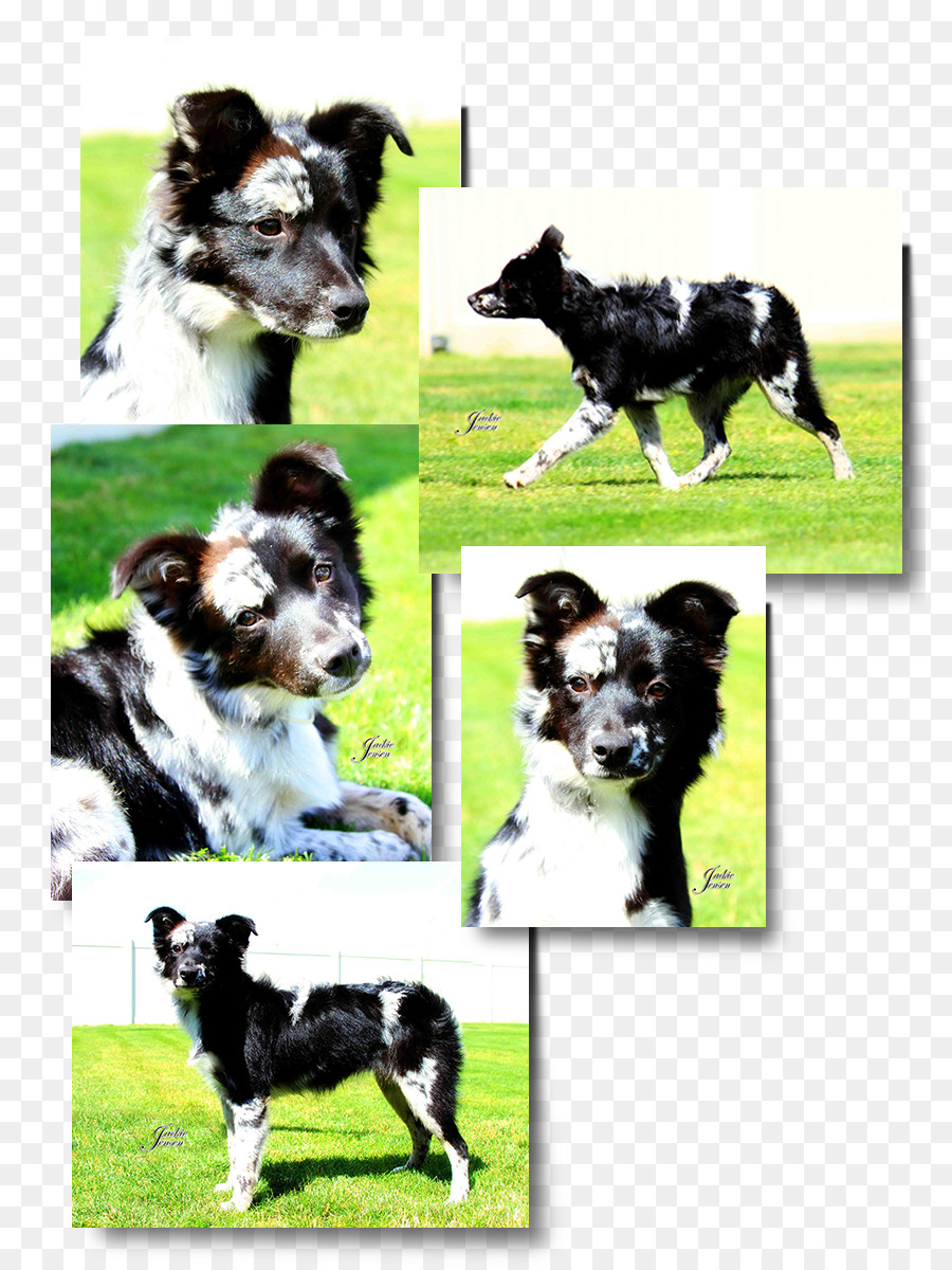 Race De Chien，Border Collie PNG