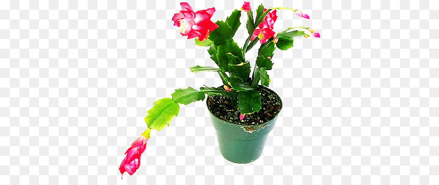 Plante à Fleurs，Fleur PNG