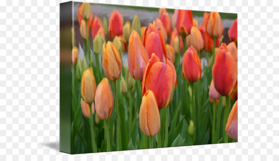 Tulipe，Peinture PNG