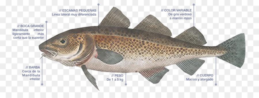 Diagramme De Poisson，Marin PNG