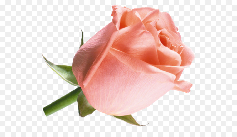 Rose Rose，Floraison PNG