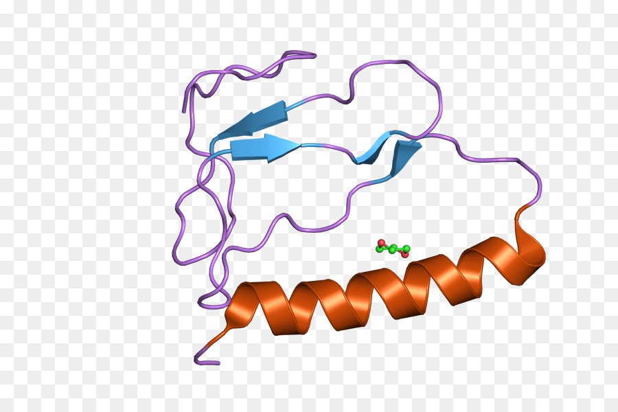 Igfbp1，Insulinlike Croissance Factorbinding Protéines PNG