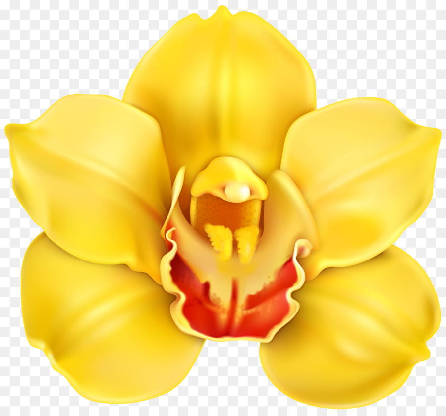 Jaune，Fleur PNG