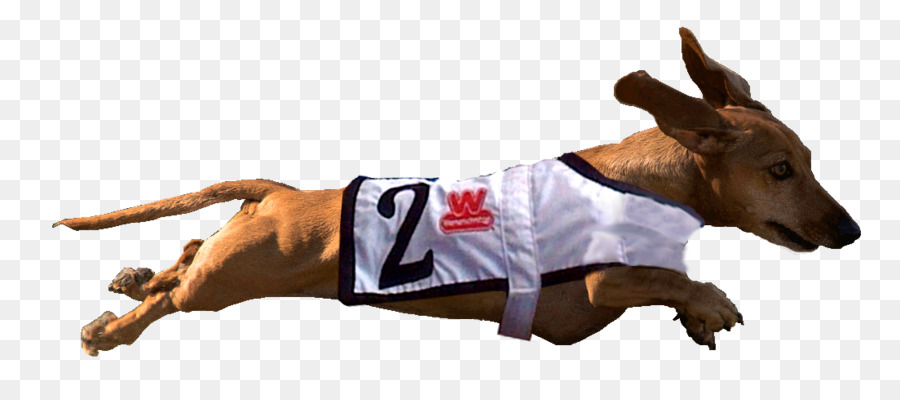 Race De Chien，Teckel PNG