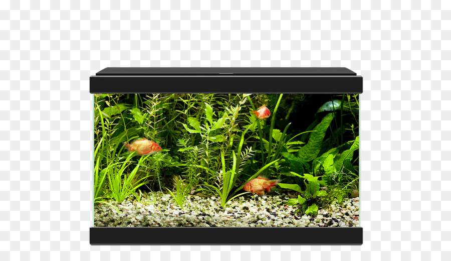 Aquarium，Poisson PNG