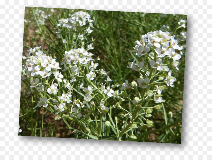 Alison，Lepidium Alyssoides PNG