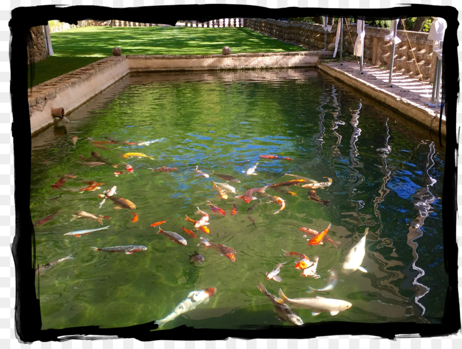 Koi，Les Poissons D étang PNG