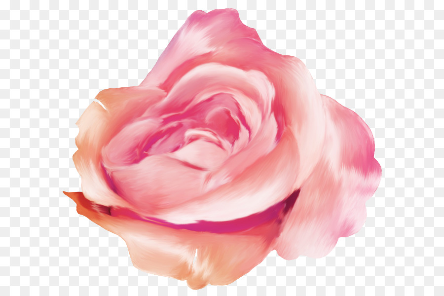 Rose，Floraison PNG