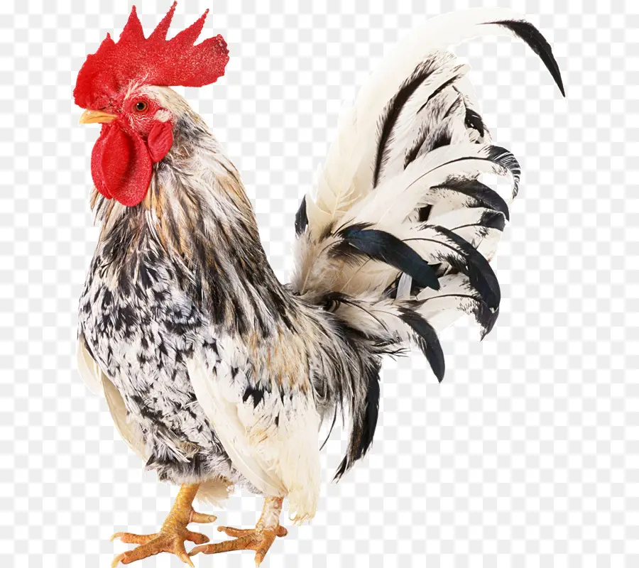 Coq，Oiseau PNG