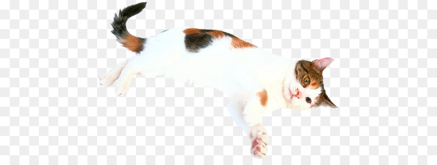 Chat，Couché PNG