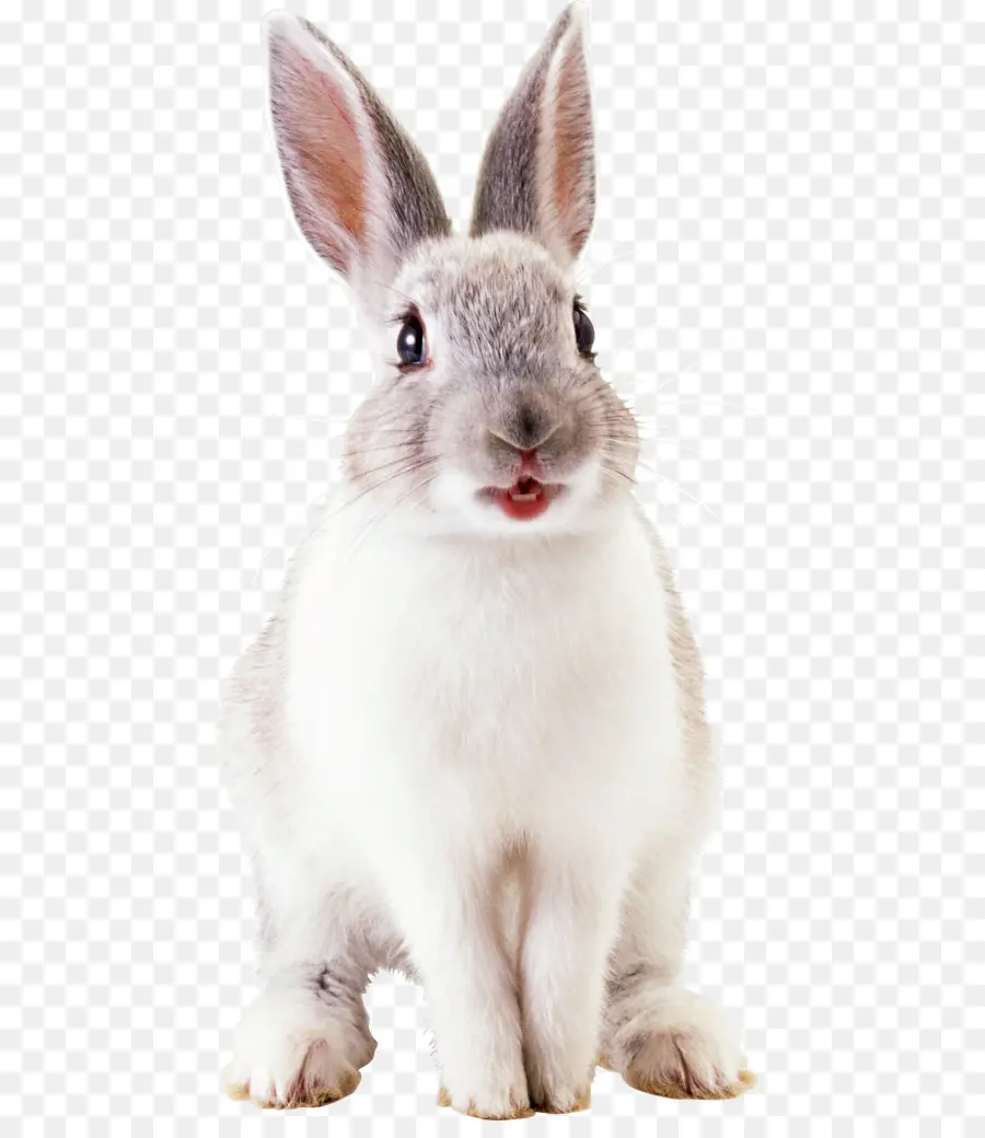 Lapin Blanc，Mignon PNG