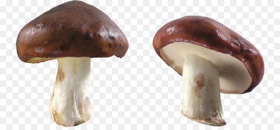 Champignons，Brun PNG