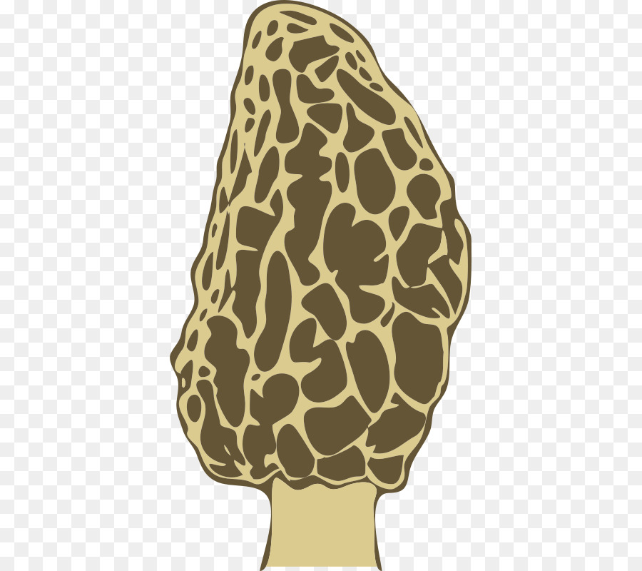 Morchella，Champignons PNG