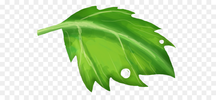 Plante Verte，Feuilles PNG