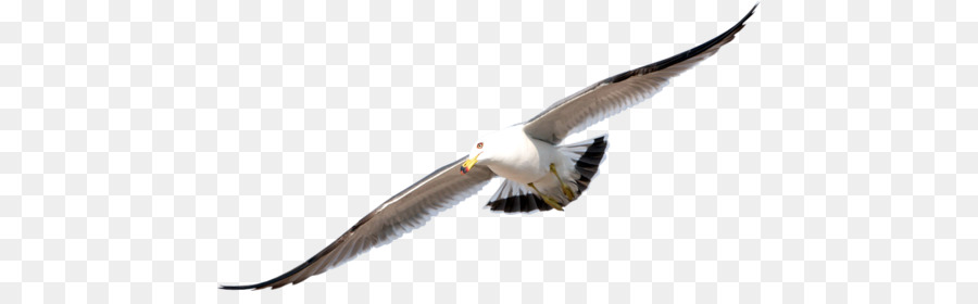 Mouette Volante，Mouette PNG