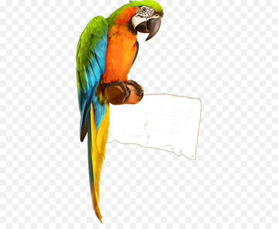 Perroquet Coloré，Oiseau PNG